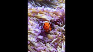 Great Barrier Reef  Clownfish and Anemone [upl. by Aan]