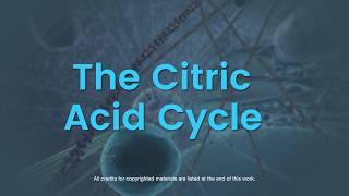 Overview of the citric acid cycle [upl. by Jeavons521]