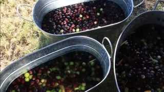 Part II How to Naturally Cure Olives Using Water [upl. by Ahsatsana]