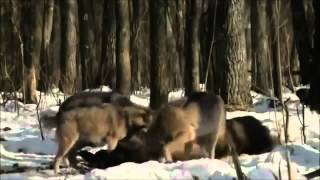 ▶ Radioactive Animals In Chernobyl Mutations Full Documentary [upl. by Kcirtap]