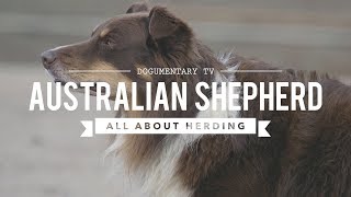 AUSTRALIAN SHEPHERDS ALL ABOUT HERDING [upl. by Kinney]