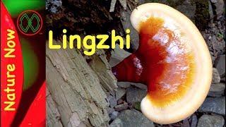 Mushroom Kills Cancer  Reishi [upl. by Ranna]