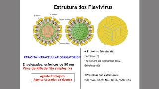 Vídeo 03 Estrutura do vírus da dengue [upl. by Parnas]