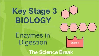 Key Stage 3 Science Biology  Enzymes in Digestion [upl. by Lem236]