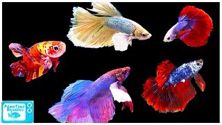 Betta Fish Care Guide Everything You Need to Know [upl. by Bower]