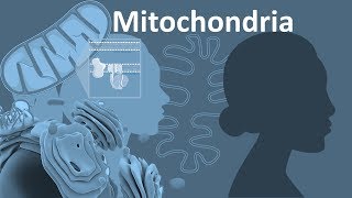 What is Mitochondrial DNA Three Fun Facts About mtDNA [upl. by Assirral]