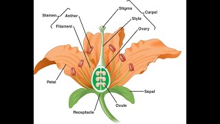 AndroeciumandGynoeciumBiologyICSE9thPartsOfAFlower [upl. by Hallutama]