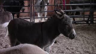 Donkeys Braying Chorus Turtle Valley Donkey Refuge [upl. by Argile]