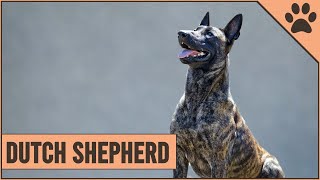 Dutch Shepherd Dog Breed Information [upl. by Areem29]