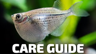 Care Guide for Hatchetfish  Aquarium CoOp [upl. by Sevy]