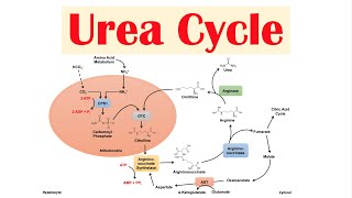 Urea Cycle  Purpose Enzymes amp Regulation [upl. by Meela]