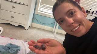 How to keep baby mice alivefirst feeding HELP [upl. by Innek]