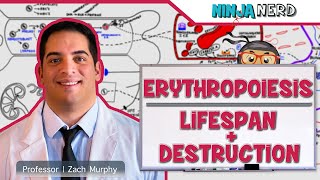 Hematology  Erythropoiesis Lifespan amp Destruction Part 2 [upl. by Metah]