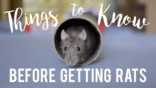 Rat Care For Beginners [upl. by Nakeber]