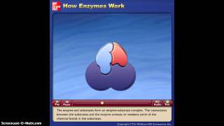 How Enzymes Work Animation [upl. by Jarrod24]