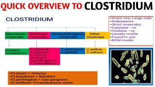 Natural Antibiotics for C Difficile Infection Clostridium Difficile  DrBerg [upl. by Nylyram784]