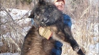 Radioactive Wolves Of Chernobyl  Scary Mutations Full Documentary [upl. by Bettzel]