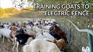 Training Goats to Electric Fence [upl. by Maya972]