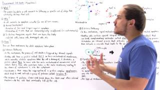 Apoptosis Programmed Cell Death [upl. by Saidee]