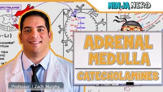 Endocrinology  Adrenal Medulla  Catecholamines [upl. by Nerred]