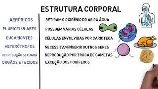 RESUMO  animais invertebrados [upl. by Ahsrav]