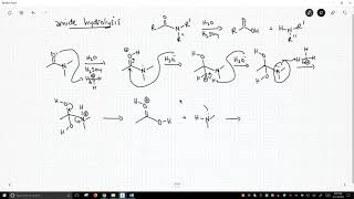 mechanism of amide hydrolysis [upl. by Kathye]