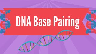 DNA Base Pairing [upl. by Siegel]