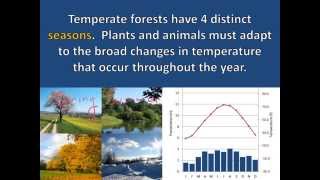 Temperate Forest Adaptations [upl. by Mert]