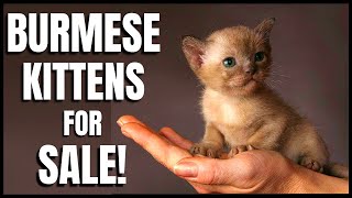 Burmese Kittens for Sale [upl. by Eillac]