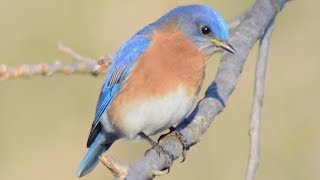 Eastern bluebird call  song  sounds [upl. by Sivie447]