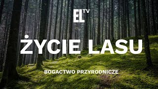 Życie lasu – bogactwo przyrodnicze [upl. by Frangos]