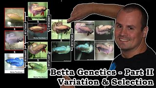 Part II Betta Genetics  Variation amp Selection [upl. by Ribaudo]