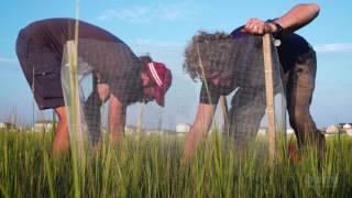 Trophic Cascades in Salt Marsh Ecosystems  HHMI BioInteractive Video [upl. by Ryan]