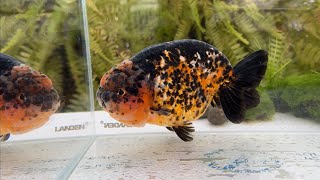 12931 male calico ranchu [upl. by Keyte]