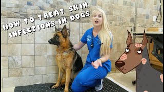 How to Treat Skin Infections in Dogs  Pyoderma [upl. by Melvin]