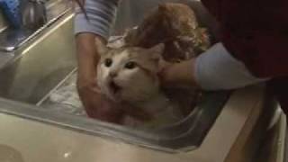 Lolas Cat Bath [upl. by Harwilll]