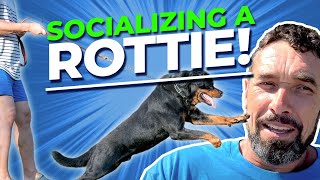 How to Socialize a Dominant Rottweiler [upl. by Elleda]