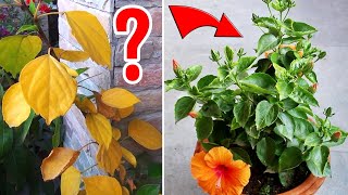 Hibiscus Leaves Turning Yellow  WHY amp WHAT To DO [upl. by Jt948]