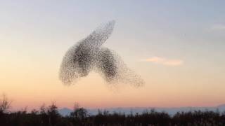 Flock of Birds Create Beautiful Shapes in Sky [upl. by Iturhs]