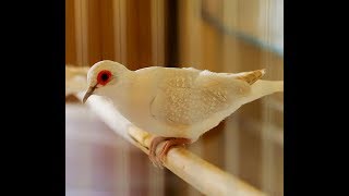 Brilliant White Tail Diamond Dove [upl. by Gerianne965]