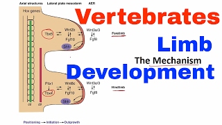 Limb development in vertebrates [upl. by Viafore]