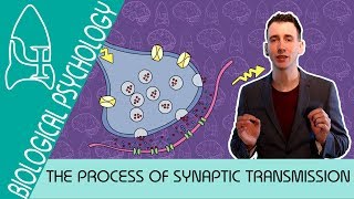 Synaptic Transmission  Biological Psychology AQA ALevel [upl. by Pearl]