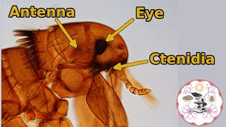 Microscopic Flea Anatomy [upl. by Eetse567]