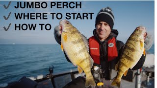 Early season JUMBO perch Lake Erie how to [upl. by Weiser]