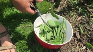 How to Cook and Eat Stinging Nettles [upl. by Nirrej150]