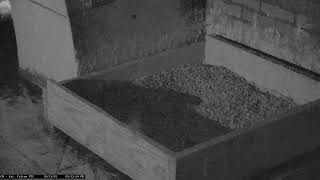 Dubuque County  Falcon Camera PTZ View [upl. by Bithia]