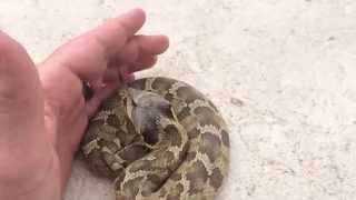 Eastern hognose snake Heterodon platirhinos [upl. by Edelstein]