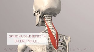 Spine Series 14 Neck Muscles Splenius Colli 3D Animation [upl. by Shaum]