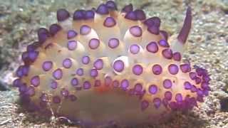 Science Today Nudibranchs  California Academy of Sciences [upl. by Pharaoh]