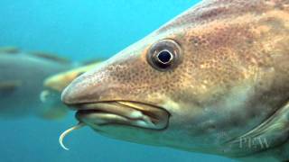 Cod The Fish that Made New England  Pew [upl. by Det]